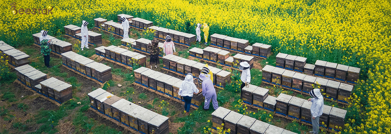 جودة عسل نحل طبيعي مصنع