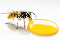 الصحة 100٪ عسل نحل نقي عضوي عسل نحل طبيعي