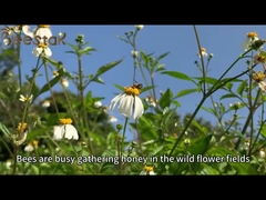 منتجات النحل الكريم العسل العضوي حليب النحل الطازج الجلي الملكي