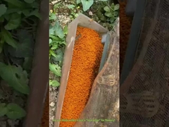 حبوب اللقاح الكبيرة عسل حبوب النحل الخام للبشر والنحل