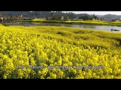 الذرة البنية الصفراء الرمادية النحل النقي للزرع النحل