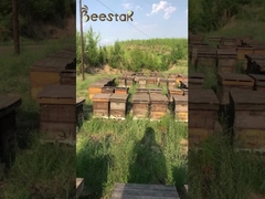 العسل الطبيعي النقي، بدون أي إضافات، المركز عند درجة حرارة منخفضة