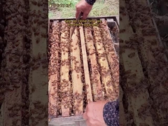 البيع الساخن في السوق العضوية الطازجة المهبل الملكي الطبيعي الصف الغذائي النقي