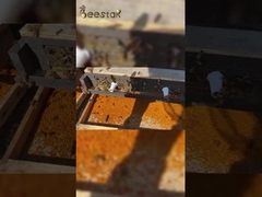 2025 مبيعات ساخنة حبوب حبوب حبوب النحل النقية ذات الجودة العالية