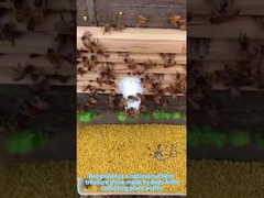 حبوب حبوب النحل هي كنز طبيعي من العناصر الغذائية ومنتج صحي أساسي للناس الأصحاء