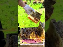 100% عسل الحمضيات الطبيعي العسل الخام النقي الغذاء الصحي عسل النحل الطبيعي للجملة