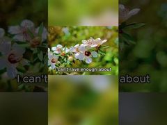 عسل نحل طبيعي 250 جرام عسل عضوي نقي خام عسل مانوكا من نيوزيلندا عسل نحل طبيعي