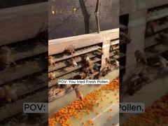 حبوب لقاح النحل الطازجة الخام عالية الجودة، فيتامينات النحل، منتجات نحل طبيعية طازجة جديدة