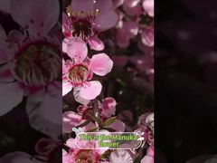 عسل المانوكا ليس مجرد مُحَلٍّ؛ بل يقدم فوائد عديدة للجسم.