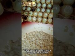 منتج نحل عالي 10-هيدروكسي ديسينويك أسيد عضوي غذاء ملكات طازج نقي