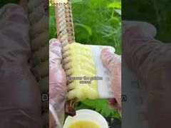 إذا كنت تعرف فوائد غذاء ملكات النحل لجسم الإنسان، فبالتأكيد سيعجبك.