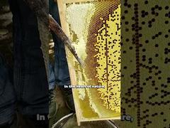 عرض عسل نحل طبيعي 100% بالجملة عسل خام نقي عالي الجودة تجريبي