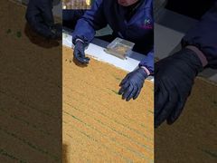 نظرة فاحصة: منتجات نحل طبيعية جديدة طازجة مخصصة من حبوب لقاح الشاي الخام وفيتامينات النحل