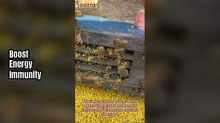 مسحوق حبوب اللقاح يعزز المناعة والطاقة