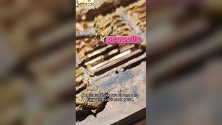 هل تعلم كيف يتم استخراج العكبر والذي يعرف ب"الذهب الأرجواني"؟