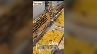 هل تعلم كيف تتساقط حبوب لقاح النحل من أرجل النحلة